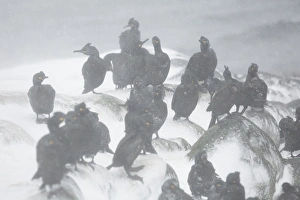Blizzard Prints: European Shag Phalacrocorax aristotelis adults