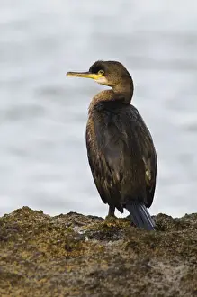 European Shag (Phalacrocorax aristotelis) juvenile, standing on coastal rock, Filey Brigg, North Yorkshire, England