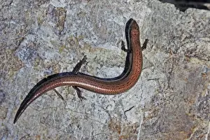 Lesbos Prints: European Snake-eyed Skink (Ablepharus kitaibelii) adult