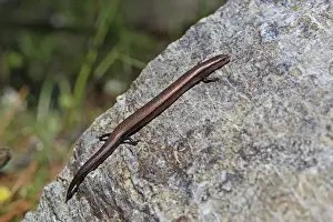 European Snake-eyed Skink (Ablepharus kitaibelii) adult, resting on rock, Lesvos, Greece, april