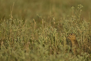 European Souslik (Spermophilus citellus) adult, feeding, standing on back legs amongst vegetation, Bulgaria, July