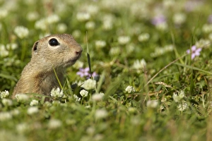 Emerge Prints: European Souslik (Spermophilus citellus) adult