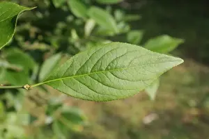 European Spindle (Euonymus europaeus) close-up of leaf, growing in woodland, Vicarage Plantation, Mendlesham, Suffolk