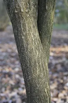 European Spindle (Euonymus europaeus) close-up of trunk, growing in woodland, Vicarage Plantation, Mendlesham, Suffolk