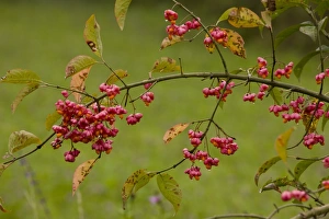 Rumania Prints: European Spindle (Euonymus europaeus) with fruit, Romania, september