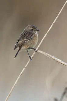 Stem Prints: European Stonechat (Saxicola rubicola) adult female