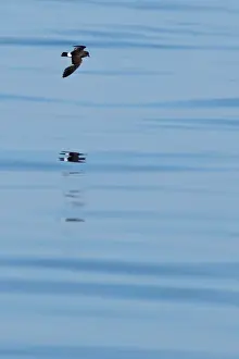 European Storm-petrel (Hydrobates pelagicus) adult, in flight over sea, Algarve, Portugal, october