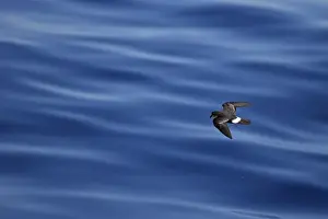 European Storm-petrel (Hydrobates pelagicus) adult, in flight over sea, Algarve, Portugal, October