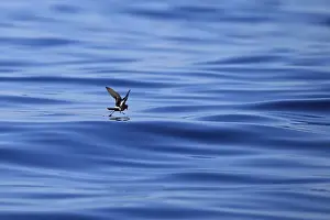 European Storm-petrel (Hydrobates pelagicus) adult, in flight over sea, feeding at surface of sea, Algarve, Portugal