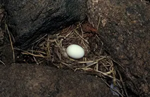 Pelagic Prints: European Storm Petrel (Hydrobates pelagicus) One egg in nest