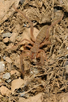 European Sun-spider (Gluvia dorsalis) adult, Spain, june