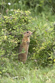 Rodent Prints: European Suslik - Bulgaria