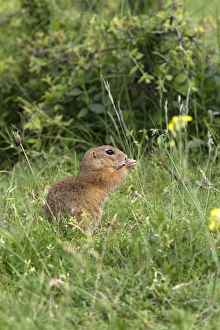 Rodent Prints: European Suslik eating grass seed head - Bulgaria