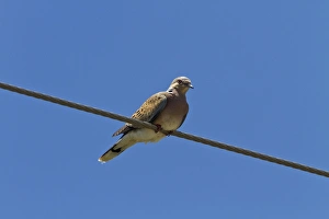 Dove Prints: European Turtle Dove