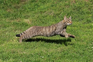 Captive Prints: European Wild Cat (Felis silvestris) adult, running on grass, July (captive)