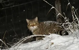 European Wild Cat (Felis silvestris grampia) Scottish race, adult, standing in snow during snowfall at night