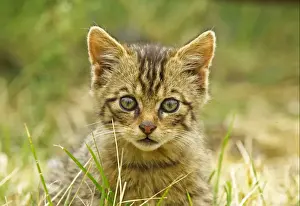 Kittens Prints: European Wild Cat (Felis silvestris grampia) Scottish race