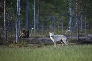 Bears Prints: European Wolf (Canis lupus lupus) and European Brown Bear (Ursus arctos arctos) adults