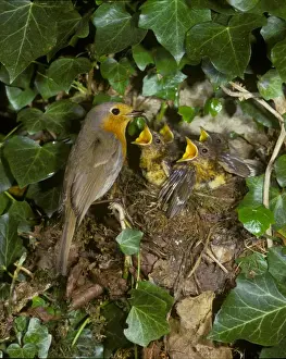 Robins Prints: Europeon Robin (Erithacus rubecula) At nest with food in beak - young demanding