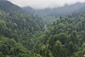 Coniferous Prints: Euxine-Colchic mixed deciduous and coniferous forest habitat