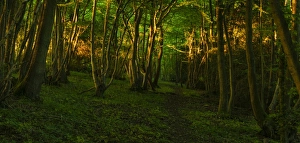 Coppiced Prints: Evening sunlight in coppice woodland habitat, Kent, England, June