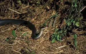 Colubrids Prints: Everglades Racer Snake(Coluber constrictor paludicola)