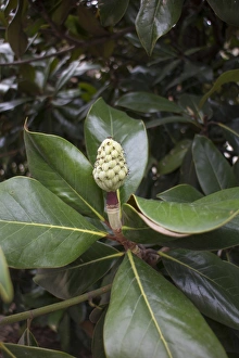 Bull Prints: Evergreen or southern Magnolia leaf and young fruit