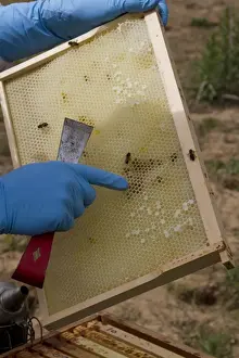 Mellifera Prints: Examining the new comb from the brood box for possible problems such as parasites