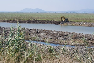 Excavators Prints: Excavator clearing canal in marshland habitat