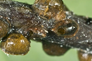 Pests Prints: The exit hole of a parasitoid wasp