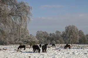 Wintry Prints: Exmoor ponies have been introduced to Knettishall Heath to help maintain the more open Breck Heath landscape