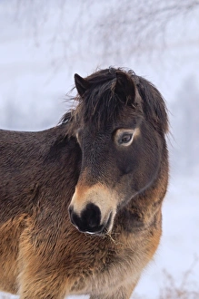 Exmoor Pony, adult, close-up of head, on snow covered heathland, used for conservation grazing, Ashdown Forest
