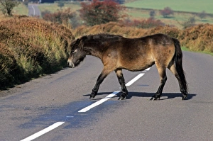 Walking Prints: Exmoor Pony, adult, walking across road, Exmoor N. P. Somerset, England