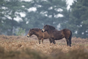 Wildlife Trust Prints: Exmoor Pony, two adults, standing in heathland