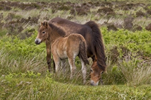 The Exmoor pony is a horse breed native to the British Isles, where some still roam as semi-feral livestock on Exmoor
