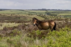 Moor Land Prints: The Exmoor pony is a horse breed native to the British Isles