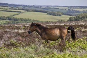 The Exmoor pony is a horse breed native to the British Isles, where some still roam as semi-feral livestock on Exmoor