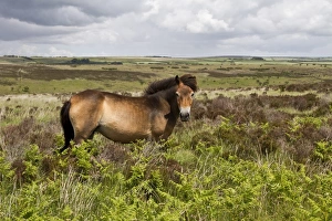 The Exmoor pony is a horse breed native to the British Isles, where some still roam as semi-feral livestock on Exmoor