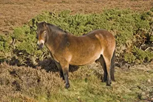 Horse Prints: Exmoor Pony, stallion, with diamond shaped identification mark