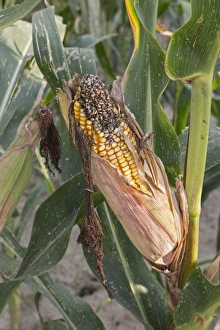 Maize Prints: Exposed mature cob of maize