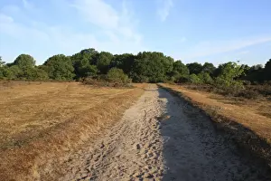 Erosion Prints: Exposed sandy soil on track in lowland heathland reserve