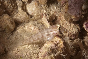 Parasitized Prints: Eyebar Goby (Gnatholepsis anjerensis) adult