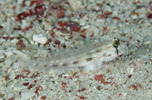 Eyebar Goby Gnatholepsis anjerensis adult, resting on sand, Pantar Island, Alor Archipelago, Lesser Sunda Islands