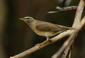 Thrush Prints: Eyebrowed Thrush (Turdus obscurus) adult female