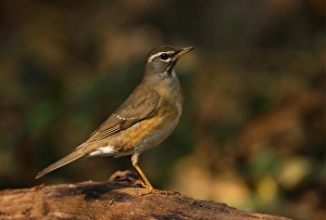 Eyebrowed Thrush (Turdus obscurus) immature, first winter plumage, standing on log, Kaeng Krachan N. P. Thailand, january