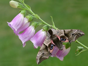 Hawkmoths Prints: Eyed Hawkmoth (Smerinthus ocellata) adult