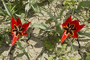 Eyed Tulip (Tulipa agenensis) flowering, growing in arable field, Cyprus, March