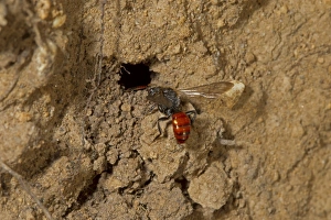 Fabricius Nomad Bee (Nomada fabriciana) adult, at burrow of Mining Bee (Andrena bicolor) host, Norfolk, England, April