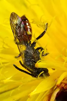 Dandelions Prints: Fabricius Nomad Bee (Nomada fabriciana) adult male