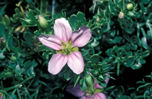 Fflower Prints: Fagonia bruguieri Israel